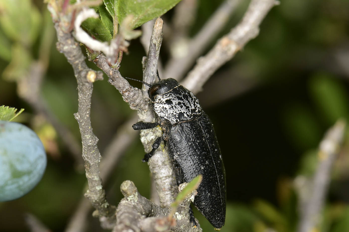 Buprestidae: Capnodis sp.? S, Capnodis tenebrionis